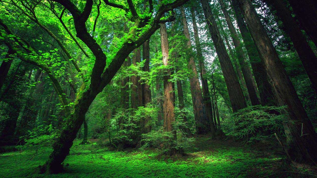 forest