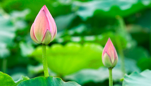 Niềm thơ Nguyễn Anh Quốc