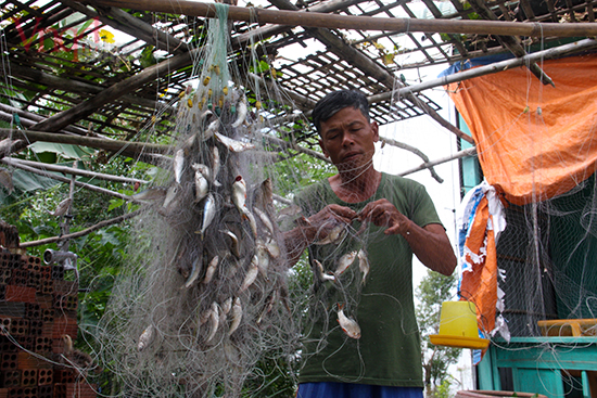 11 Năm nay cá nhiều nên người dân thường đem lưới về nhà gỡ cá chứ không gỡ ngay trên đồng